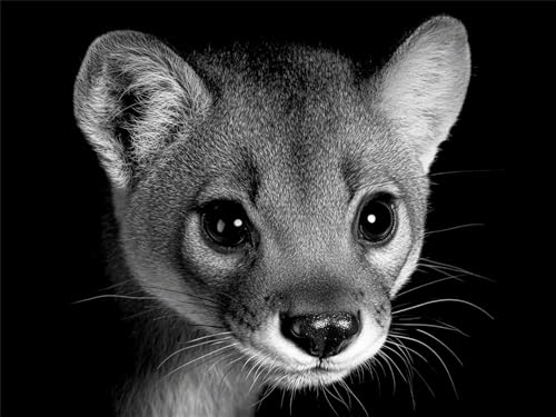 Diamond Painting Tier Diamond Painting Erwachsene Löwe, DIY Runder Full Drill Anfänger Diamant Kreuzstich Kunsthandwerk, Mosaikherstellung, Kreativ Set für Erwachsene Home Wand Dekor 40x50cm, Model190 von Tgllzzca