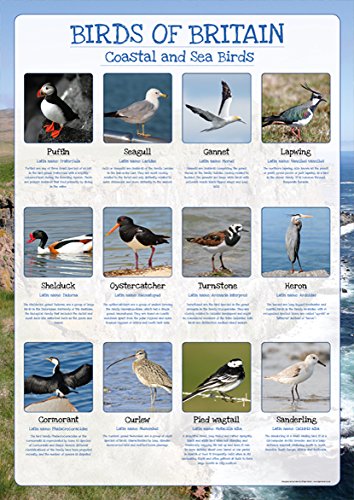 Birds of Britain Poster – Coastal und Meer Vögel – Papier laminiert – Größe A2–59 x 42 cm (ca.) von Tiger Moon