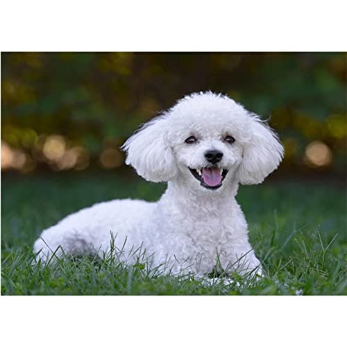 5D Diamond Painting, round drill Pudel Hund 20x30cm DIY 5D Diamant Painting Bilder Kinder Erwachsene groß, Diamond Painting Set Diamant Malerei Kits Mosaikherstellung für Home Wand Décor Geschenk von Tinnfea