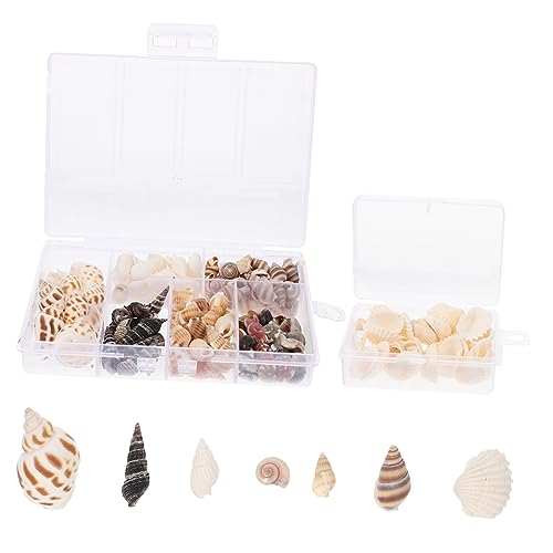 2 Boxen Natürliche Muscheln für Diy Dekoration Boxen Handgefertigte Kleine Muscheln für Bastelprojekte Tischdeko Hochzeitsfeiern und Mehr 2 Boxen Natürliche Muscheln für Diy Dekoration Boxen Handgefertigte Kleine Muscheln für Bastelprojekte Tischdeko Hochzeitsfeiern und Mehr von Tofficu