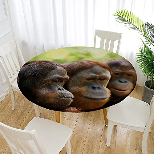Treer 3D Elastische Tischdecke Rund Abwaschbar, Spanntischdecke Rund Gartentischdecke Outdoor Round Tischdecke mit Gummizug für Esszimmer, Küche und Picknick (Orang-Utan 1,180cm) von Treer