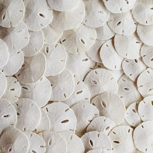 Tumbler Home in Florida Sanddollar für Hochzeit, Weiß, 100 Stück Tumbler Home in Florida Sanddollar für Hochzeit, Weiß, 100 Stück von Tumbler Home
