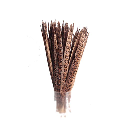 U-K 6 natürliche Fasanenfedern, Dekorative Federn für Kunst und Handwerk, Hüte, Kleidung, Dekoration, 30–35 cm, Natur, Kreativ, Nützlich U-K 6 natürliche Fasanenfedern, Dekorative Federn für Kunst und Handwerk, Hüte, Kleidung, Dekoration, 30–35 cm, Natur, Kreativ, Nützlich von U-K