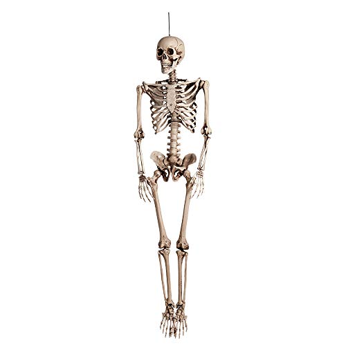 Skelett Normalgröße 160 cm Klappbar Suspendierend Wunderschön Qualität (74515) von Boland