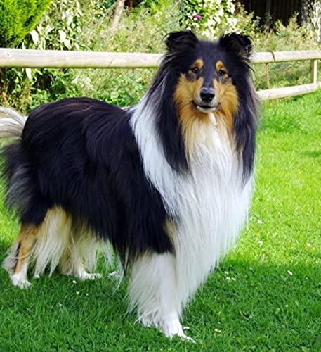 VAKUUM Diamant Malerei Kits, DIY 5D Diamond Painting Set, Collie süßer Hund Malen nach Zahlen Diamant, Diamant Painting Arts Craft für Home Wand-Decor30*40CM von VAKUUM