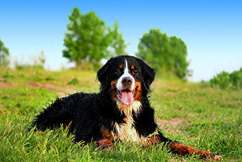 VAKUUM Diamant Painting Kinder 5D Diamond Painting Kits, Berner Sennenhund DIY Malen Nach Zahlen Erwachsene Diamant Malerei Geburtstagsgeschenke40*50cm VAKUUM Diamant Painting Kinder 5D Diamond Painting Kits, Berner Sennenhund DIY Malen Nach Zahlen Erwachsene Diamant Malerei Geburtstagsgeschenke40*50cm von VAKUUM