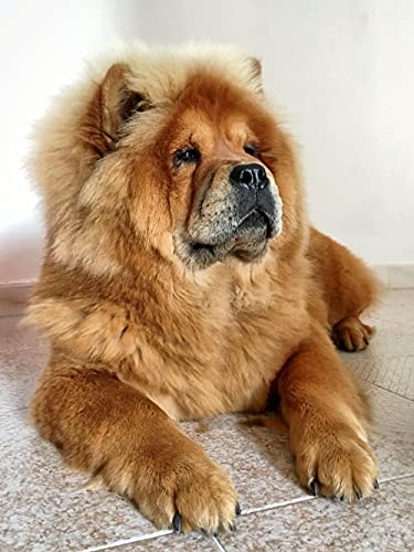 VAKUUM Diamant Painting Kinder 5D Diamond Painting Kits, Chow-Chow-Hund süßes Tier DIY Malen Nach Zahlen Erwachsene Diamant Malerei Geburtstagsgeschenke40*50cm VAKUUM Diamant Painting Kinder 5D Diamond Painting Kits, Chow-Chow-Hund süßes Tier DIY Malen Nach Zahlen Erwachsene Diamant Malerei Geburtstagsgeschenke40*50cm von VAKUUM