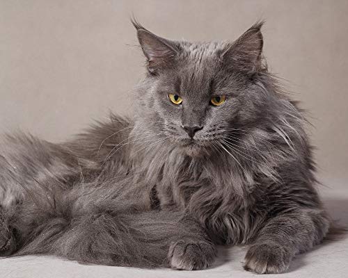 VAKUUM Diamond Painting Malen Nach Zahlen DIY 5D Graue Maine Coon Katze Bilder Vierkantbohrer Kristall Strass Mosaik Stich Stickerei Handwerk Home Decor Geschenke Frameless50*60cm von VAKUUM