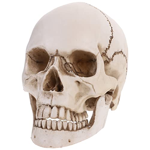 VALICLUD Menschlicher Schädel Dekoration Lebensgroßes Skelett Totenkopf deko groß für Halloween Lebensgroße Schädel Anatomie Innenschädel Halloween Statue von VALICLUD