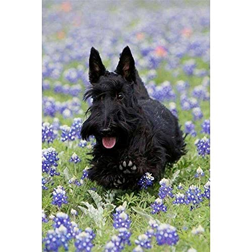 VGJM 5D Diamond Painting Kit Black Scottish Terrier Dog Diamond Embroidery Painting DIY Embroidery Painting for Home Wall Decor 30x40cm von VGJM