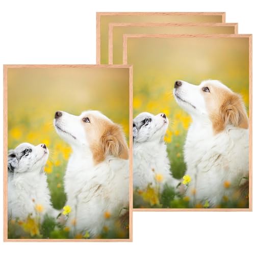 VIIBASE A3 OAK Zertifikat Bilderrahmen,EICHE Holz Bilderrahmen,Posterrahmen mit Plexi-glas für Wandmontage Display,29.7x42 cm,Set von 4 VIIBASE A3 OAK Zertifikat Bilderrahmen,EICHE Holz Bilderrahmen,Posterrahmen mit Plexi-glas für Wandmontage Display,29.7x42 cm,Set von 4 von VIIBASE