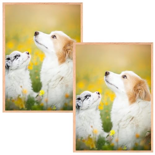 VIIBASE A4 OAK Zertifikat Bilderrahmen,EICHE Holz Bilderrahmen,Posterrahmen mit Plexi-glas für Wandmontage Display,21x30 cm,Set von 2 VIIBASE A4 OAK Zertifikat Bilderrahmen,EICHE Holz Bilderrahmen,Posterrahmen mit Plexi-glas für Wandmontage Display,21x30 cm,Set von 2 von VIIBASE