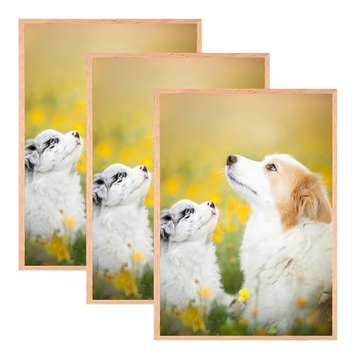 VIIBASE A4 OAK Zertifikat Bilderrahmen,with mat EICHE Holz Bilderrahmen,Posterrahmen mit Plexiglas für Wandmontage Display,21x30 cm,Set von 3 VIIBASE A4 OAK Zertifikat Bilderrahmen,with mat EICHE Holz Bilderrahmen,Posterrahmen mit Plexiglas für Wandmontage Display,21x30 cm,Set von 3 von VIIBASE