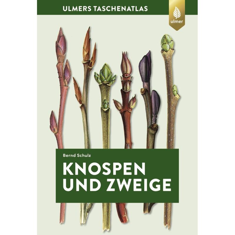 Knospen Und Zweige - Bernd Schulz, Kartoniert (TB) von Verlag Eugen Ulmer