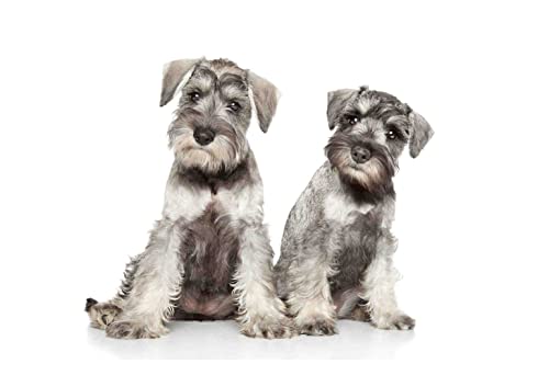 Viplili Diamond Painting Kits Schnauzer Hund DIY Diamond Art Diamond Painting Runde Diamant Malerei Mosaik Set Leinwand Handwerk Heimdekoration von Viplili