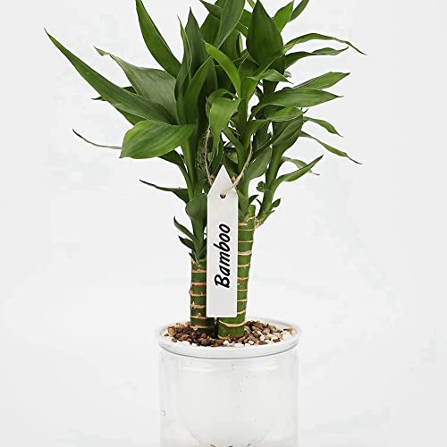 Vjsujehgy 200 Stück Etiketten für Pflanzengärtnereien, Gartenstecker, Kunststoff, 10 X 2 cm Vjsujehgy 200 Stück Etiketten für Pflanzengärtnereien, Gartenstecker, Kunststoff, 10 X 2 cm von Vjsujehgy