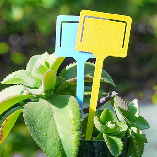 Vjsujehgy Blaue 100 Stück Kunststoff-Gartenetiketten, Sukkulenten-Etiketten, Topfpflanzen-Etiketten von Vjsujehgy