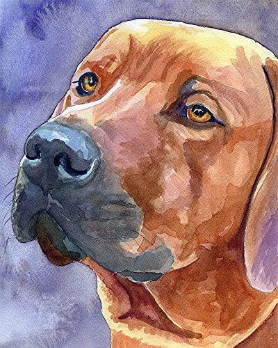 WANGMAOMAO Malen nach Zahlen Kits für Erwachsene Kinder Anfänger Rhodesian Ridgeback Tierhund DIY Ölgemälde Einzigartiges Geschenk Vorgedruckte Leinwand Wanddekoration Kunst 40x50cm -mit Rahmen WANGMAOMAO Malen nach Zahlen Kits für Erwachsene Kinder Anfänger Rhodesian Ridgeback Tierhund DIY Ölgemälde Einzigartiges Geschenk Vorgedruckte Leinwand Wanddekoration Kunst 40x50cm -mit Rahmen von WANGMAOMAO