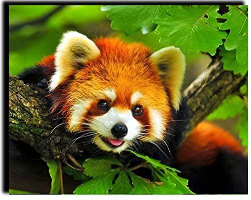 WANGMAOMAO Rahmenlose Farbe nach Zahlen Kits für Erwachsene Kinder Senioren Junior Anfänger Acryl Diy Ölgemälde Kits Leinenmaterial 16x20 Zoll Tiere Roter Panda -ohne Rahmen von WANGMAOMAO