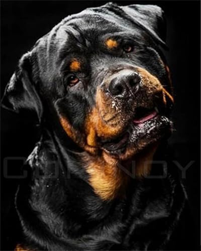 Malen Nach Zahlen Erwachsene,Paint by Numbers,DIY Handgemalt Ölgemälde Mit 3,Pinseln und Acrylfarbe leinwand Kit,40x50 cm,Schwarzer Rottweiler-Hund,ohne Rahmen von WANGXIAO
