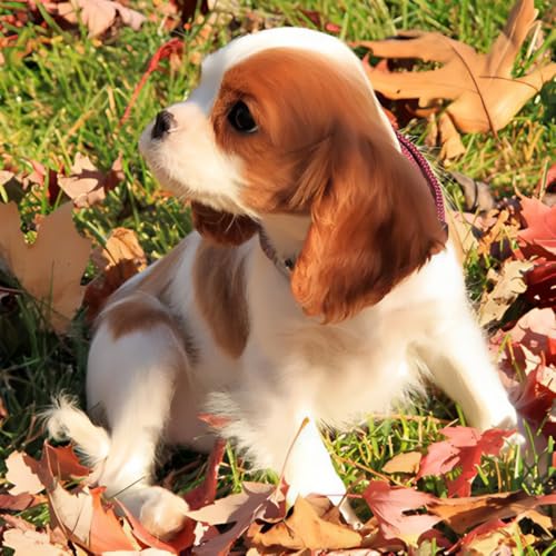 Malen nach Zahlen Erwachsene,DIY Bastelset Handgemalt Ölgemälde Kit Mit 3 Pinseln und Acrylfarbe leinwand Kit,Geschenkideen,40x40 cm,Cavalier Charles Spaniel，,Mit Rahmen von WANGXIAO