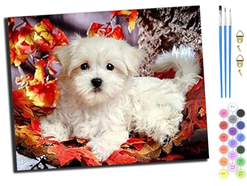 WANGXIAO Malen Nach Zahlen Erwachsene,DIY Handgemalt Ölgemälde Kit,inklusive Pinsel und Acrylfarben,40x50 cm,Ahornblatt Bichon Frise süßer Hund,ohne Rahmen von WANGXIAO