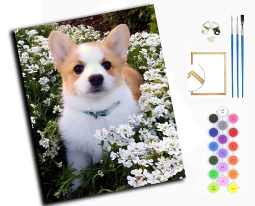 WANGXIAO Malen Nach Zahlen Erwachsene,Mädchen und Junge,Farbiges Leinwand Acrylfarben DIY Ölgemälde Set zur Heimdekoration,40x50cm,Corgi Hund und Blumen,mit Rahmen von WANGXIAO