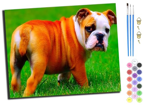 WANGXIAO Malen Nach Zahlen Erwachsene 40x50cm,mit Pinsels und Acrylfarbe kit,DIY Handgemalt Ölgemälde für Geschenke und Wandbilder Wohnzimmer,Französische Bulldogge Haustier Hund Tier,mit Rahmen WANGXIAO Malen Nach Zahlen Erwachsene 40x50cm,mit Pinsels und Acrylfarbe kit,DIY Handgemalt Ölgemälde für Geschenke und Wandbilder Wohnzimmer,Französische Bulldogge Haustier Hund Tier,mit Rahmen von WANGXIAO