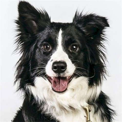 WANGXIAO Malen nach Zahlen Erwachsene,40x40cm,Be creative Heimdekoration Anfänger Mit Pinsel und Acrylfarben ölgemälde für Home Decor,Glücklicher Border Collie，,Mit Rahmen von WANGXIAO