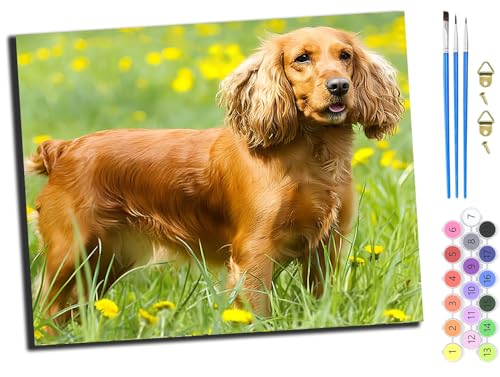 WANGXIAO Malen nach Zahlen Erwachsene,DIY Handgemalt Ölgemälde Kit,Paint by Numbers Adult Mit 3,Pinseln und Acrylfarbe leinwand Kit,40x50 cm,Cavalier King Charles Spaniel Haustier Tier,mit Rahmen von WANGXIAO