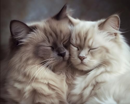 WANMIU Malen nach Zahlen Die Zärtlichkeit der Katze Kits für Anfänger Erwachsene DIY Art Decor Handgemalte Malerei nach Zahlen Kreatives Geschenk Home Decoration 16x20 Zoll von WANMIU