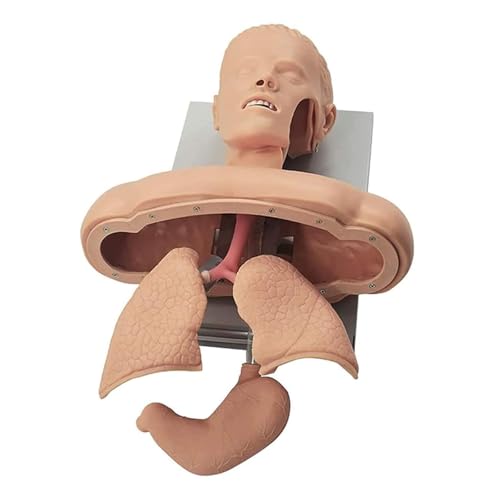WBRSybUK Airway Management Trainer Intubationspuppe Trainingssimulator Trainingspuppe Intubationskopf Lehrstudie Modellpuppe von WBRSybUK