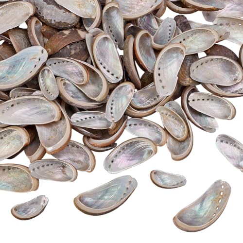 WEBEEDY 40 Stück Natürliche Grüne Abalone-Muscheln Natürliche Austern Meeresmuscheln 5-7cm Natürlich Polierte Grüne Eselsohr Abalonen Schalen Wohnkultur Zubehör Strand Thema Party Hochzeit Dekor WEBEEDY 40 Stück Natürliche Grüne Abalone-Muscheln Natürliche Austern Meeresmuscheln 5-7cm Natürlich Polierte Grüne Eselsohr Abalonen Schalen Wohnkultur Zubehör Strand Thema Party Hochzeit Dekor von WEBEEDY