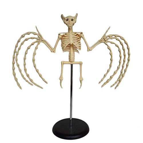 Lehrmodell, Fledermaus-Skelettmodell – Tieranatomie-Biologie-Probe – für realistische Fledermaus-Halloween-Dekorationen und Veterinärunterricht, medizinische Ausrüstung, Anatomie-Biologie, exquisit von WEISSBIER