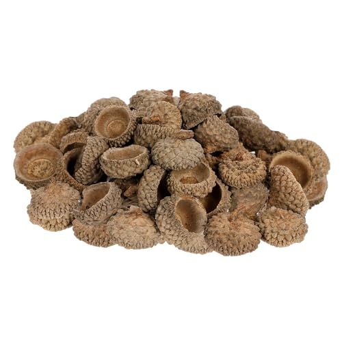 WEKAMOS 50 Stück Natürliche Eichelhüllen Deko Basteln Weihnachten Herbstparty DIY Streudeko Kappen für Vase Füller Umweltfreundliche Eicheln Ornament Set für Hochzeits und WEKAMOS 50 Stück Natürliche Eichelhüllen Deko Basteln Weihnachten Herbstparty DIY Streudeko Kappen für Vase Füller Umweltfreundliche Eicheln Ornament Set für Hochzeits und von WEKAMOS
