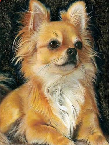 WELIWE Stickerei-Kreuzstich-Set 11CT Vorgedruckte Leinwand DIY Kunst Kreuzstich Kit für Anfänger Kinder Heimdekoration Pomeranian 40×50 cm WELIWE Stickerei-Kreuzstich-Set 11CT Vorgedruckte Leinwand DIY Kunst Kreuzstich Kit für Anfänger Kinder Heimdekoration Pomeranian 40×50 cm von WELIWE