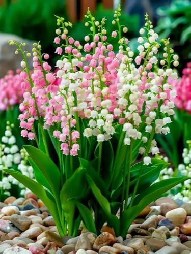 WELIWE Vorgedruckt Kreuzstich kit für Erwachsene 11CT Stickerei Set DIY Starter Stickbild Handwerk Heimdekoration Hängeglockenblumen 40×50 cm WELIWE Vorgedruckt Kreuzstich kit für Erwachsene 11CT Stickerei Set DIY Starter Stickbild Handwerk Heimdekoration Hängeglockenblumen 40×50 cm von WELIWE