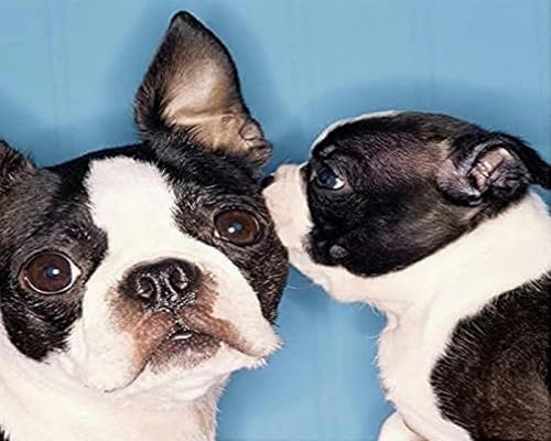 WELIWE Vorgedruckt Kreuzstich kit für Erwachsene 11CT Stickerei Set DIY Starter Stickbild Handwerk Heimdekoration Hund Chihuahua 40×50cm WELIWE Vorgedruckt Kreuzstich kit für Erwachsene 11CT Stickerei Set DIY Starter Stickbild Handwerk Heimdekoration Hund Chihuahua 40×50cm von WELIWE