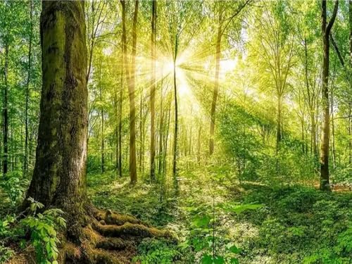 WELIWE Vorgedruckt Kreuzstich kit für Erwachsene 11CT Stickerei Set DIY Starter Stickbild Handwerk Heimdekoration Sonniger Wald 40×50 cm WELIWE Vorgedruckt Kreuzstich kit für Erwachsene 11CT Stickerei Set DIY Starter Stickbild Handwerk Heimdekoration Sonniger Wald 40×50 cm von WELIWE