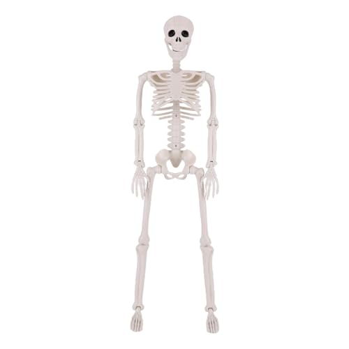 WMFASBAG Halloween 90 cm potenbares Skelett abnehmbar abnehmbar voller Lebensgröße WMFASBAG Halloween 90 cm potenbares Skelett abnehmbar abnehmbar voller Lebensgröße von WMFASBAG