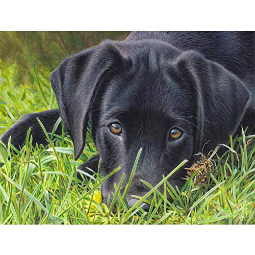 5D Diamond Painting Diamant Malerei Painting Bilder, Wowdecor Schwarz Hund Tiere Full Set Groß DIY Diamant Gemälde Malen Nach Zahlen 5D Diamond Painting Diamant Malerei Painting Bilder, Wowdecor Schwarz Hund Tiere Full Set Groß DIY Diamant Gemälde Malen Nach Zahlen von WOWDECOR