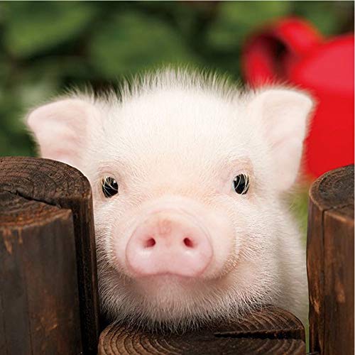 5D Diamond Painting Diamant Malerei Painting Bilder, Wowdecor Weiß Klein Schwein Tiere Full Set Groß DIY Diamant Gemälde Malen Nach Zahlen 5D Diamond Painting Diamant Malerei Painting Bilder, Wowdecor Weiß Klein Schwein Tiere Full Set Groß DIY Diamant Gemälde Malen Nach Zahlen von WOWDECOR