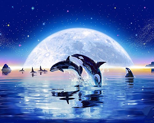 Wowdecor DIY Malen nach Zahlen Kits Geschenk für Erwachsene Kinder, Malen nach Zahlen Home Haus Dekor - Delphin Blau Mond Meer Sternenklarer Himmel 40 x 50 cm Ohne Rahmen Wowdecor DIY Malen nach Zahlen Kits Geschenk für Erwachsene Kinder, Malen nach Zahlen Home Haus Dekor - Delphin Blau Mond Meer Sternenklarer Himmel 40 x 50 cm Ohne Rahmen von WOWDECOR