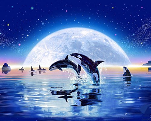 Wowdecor DIY Malen nach Zahlen Kits Geschenk für Erwachsene Kinder, Malen nach Zahlen Home Haus Dekor - Delphin Blau Mond Meer Sternenklarer Himmel 40 x 50 cm Rahmen von WOWDECOR