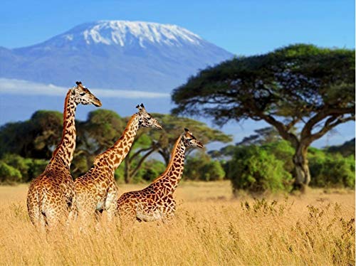 Wowdecor DIY Malen nach Zahlen Kits Geschenk für Erwachsene Kinder, Malen nach Zahlen Home Haus Dekor - Giraffe Familie Schnee Berg Grasland Landschaft 40 x 50 cm Rahmen Wowdecor DIY Malen nach Zahlen Kits Geschenk für Erwachsene Kinder, Malen nach Zahlen Home Haus Dekor - Giraffe Familie Schnee Berg Grasland Landschaft 40 x 50 cm Rahmen von WOWDECOR