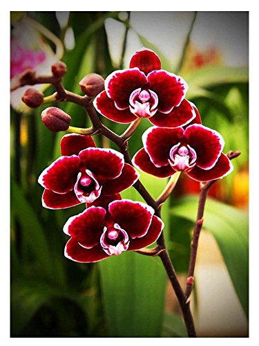 Wowdecor DIY Malen nach Zahlen Kits Geschenk für Erwachsene Kinder, Malen nach Zahlen Home Haus Dekor - Rot Schmetterling Orchidee 40 x 50 cm Rahmen Wowdecor DIY Malen nach Zahlen Kits Geschenk für Erwachsene Kinder, Malen nach Zahlen Home Haus Dekor - Rot Schmetterling Orchidee 40 x 50 cm Rahmen von WOWDECOR