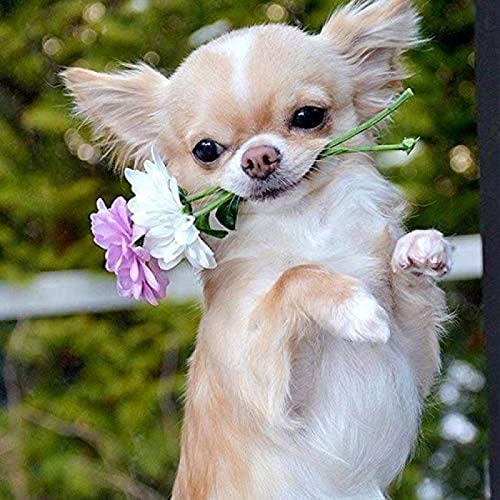WYWQN DIY 5D Diamond Painting Kits Diamantmalerei Erwachsene Kind Hund mit Blumen Chihuahua für Heimdekoration Volldiamantmalerei 30x40CM von WYWQN