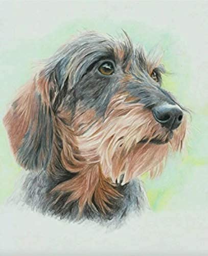 WYWQN Dackel süßes Haustier Hund ﹣ DIY Diamond Painting Kits ﹣ Strassbild Kunsthandwerk für Zuhause, Wanddekoration, 40 x 50 cm von WYWQN