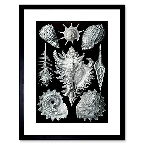 Nature ERNST Haeckel Shell Whelk Biology Germany Vintage Art Print B12X2847 von Wee Blue Coo