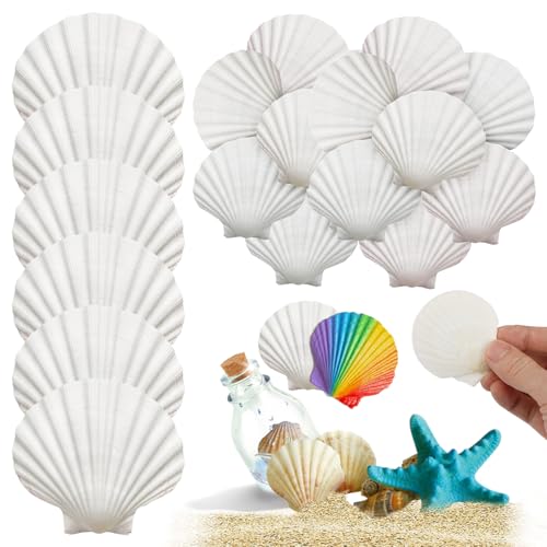 25 Stück Große Natürliche Muscheln Deko, 5-7 Cm Weiße Farbecht Muschelschalen, 200 g Haltbarkeit Muscheln Natürliche Muschel, Muscheln Zum Basteln für Diy Handwerk Dekoration Strand Thema Party von WhizNook